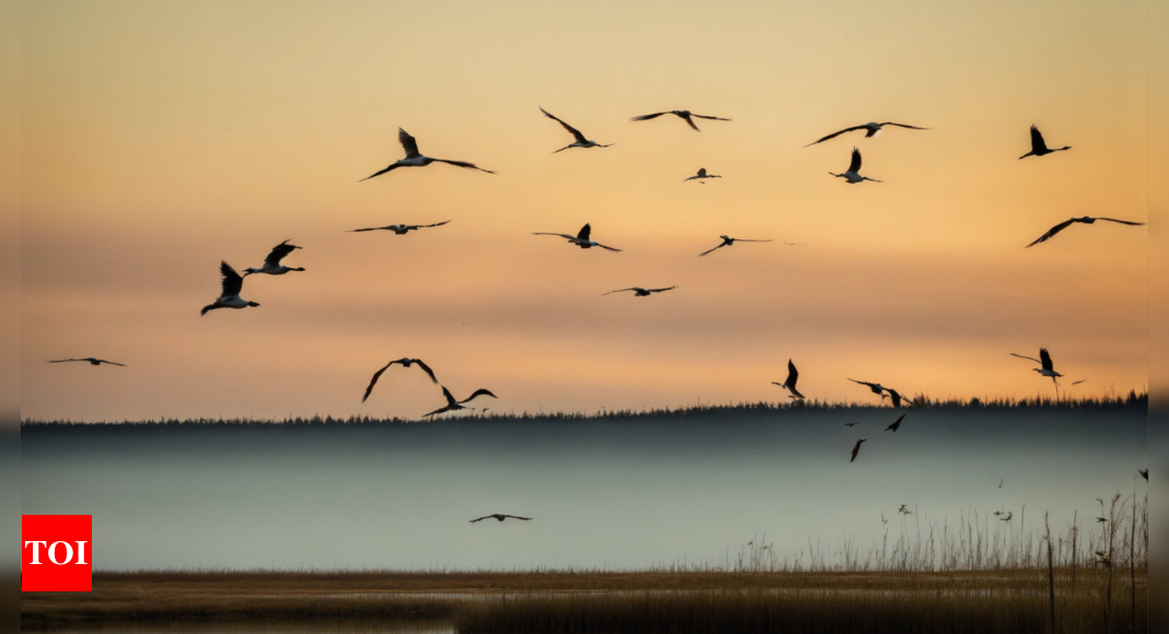 Shrinking wings, larger beaks: Birds are reshaping themselves in warming world – Times of India