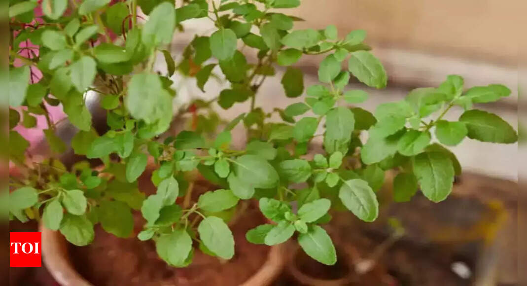 How to Perform Tulsi Puja and Benefits of Worshipping Tulsi - Times of ...