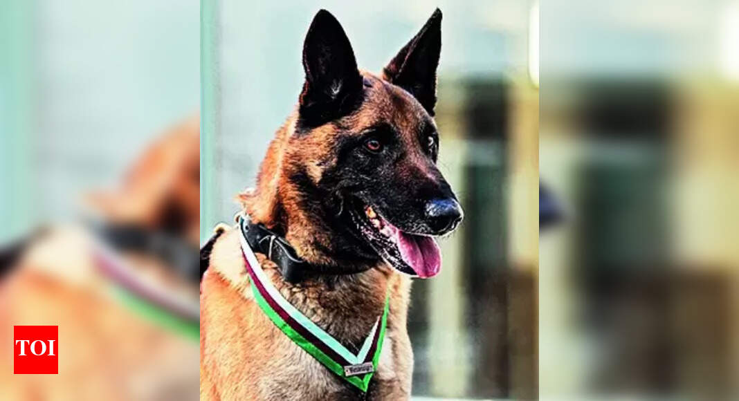 Belgian Malinois: UP’s K9 unit to get 25 dogs of Belgian Malinois breed ...