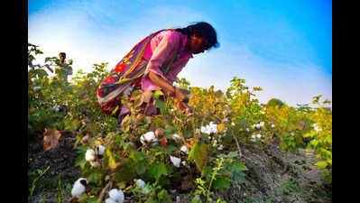 Gujarat continues to lead country’s cotton production, exports