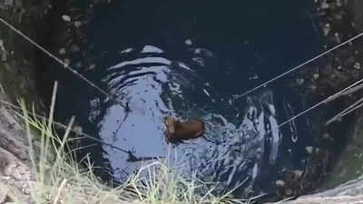 Watch: Lion cub rescued after falling into well in Gujarat's Junagadh