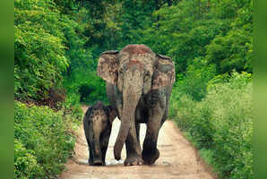 From tigers to birds: 5 national parks located near Delhi