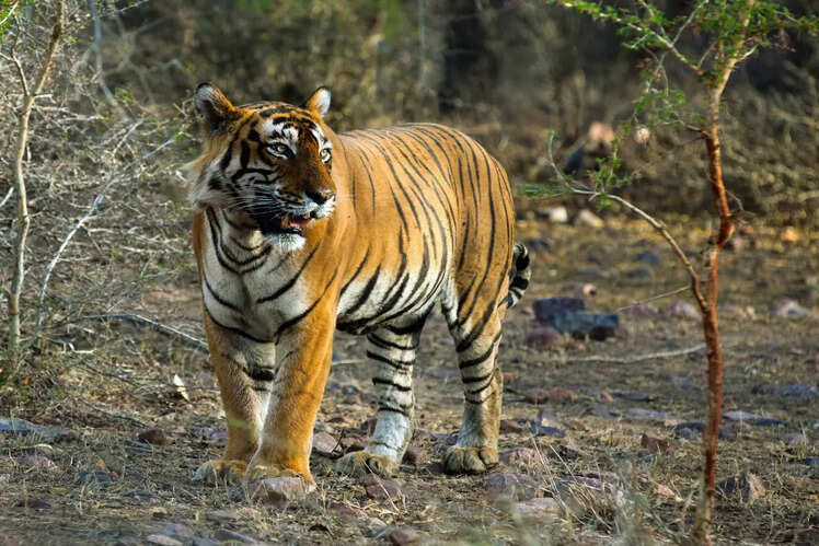 Sariska Tiger Reserve, Rajasthan
