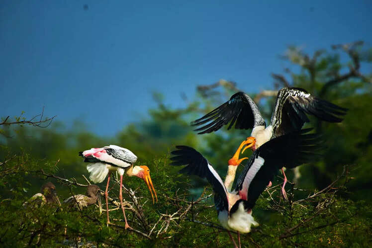 Keoladeo National Park, Rajasthan