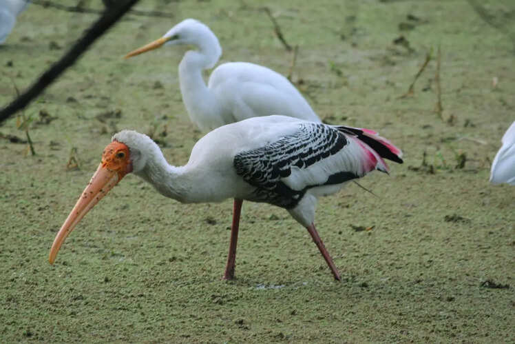 Sultanpur National Park, Haryana