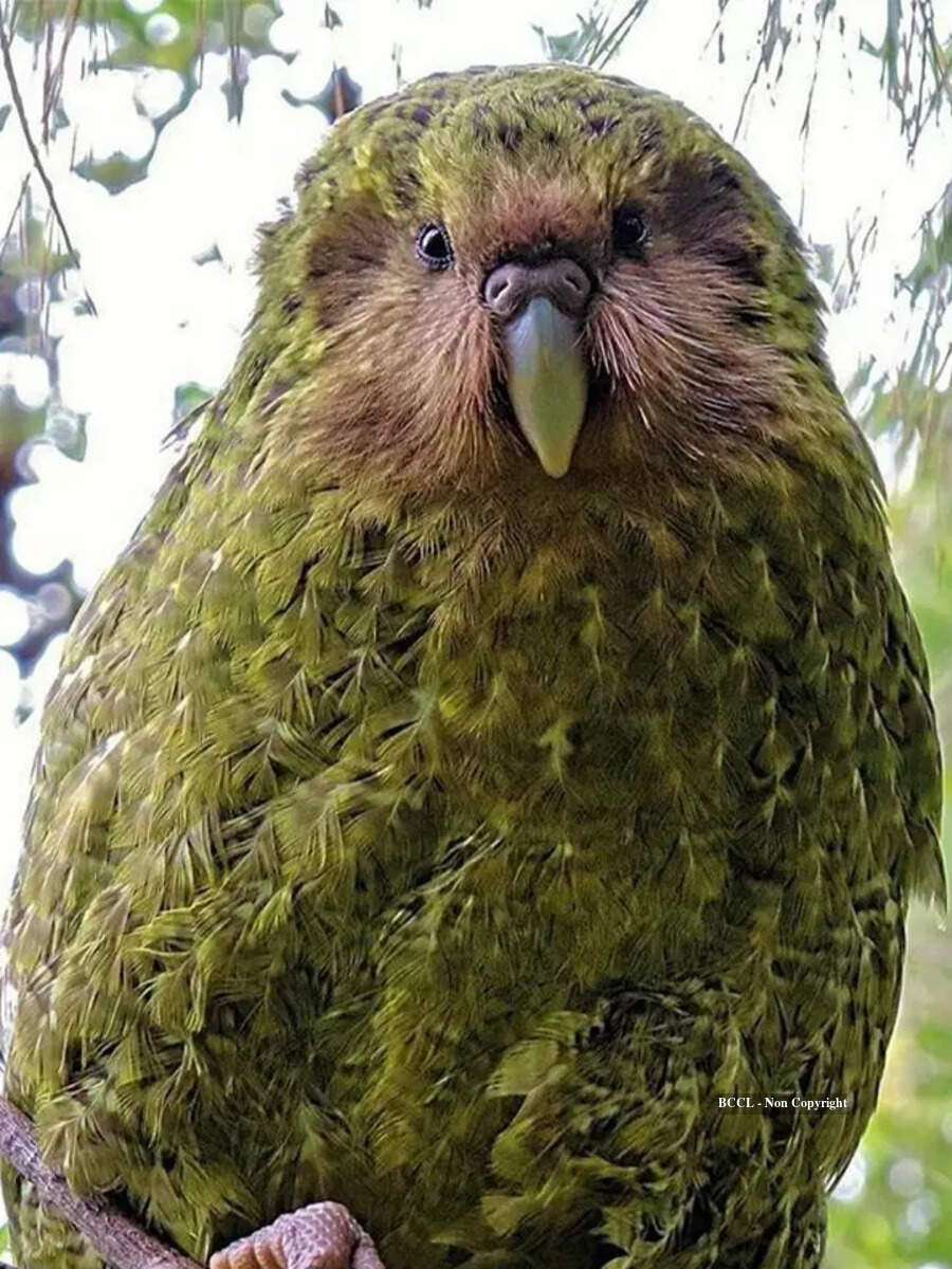 10 unsettling bird sounds you need to hear | Times of India