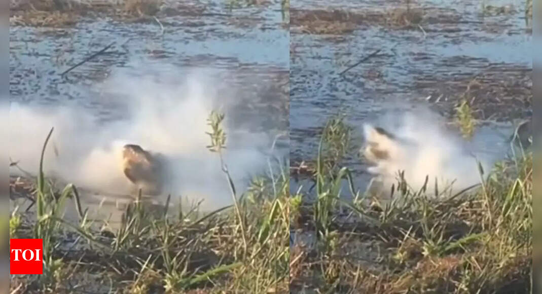 Watch: Terrible! Batteries explode in crocodile’s jaws as he grabs the ...