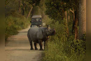 The Great Indian Safari: Top places to see wildlife wonders beyond the Big Cats