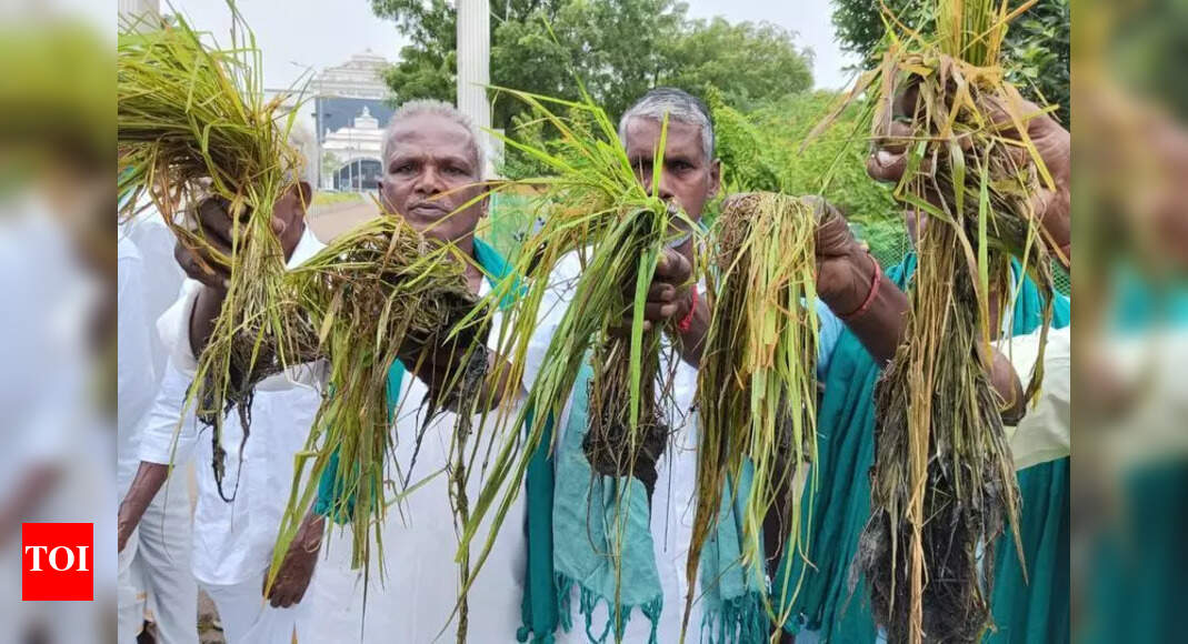 Trichy farmers seek 40k per acre for crop damage | Trichy News - Times ...