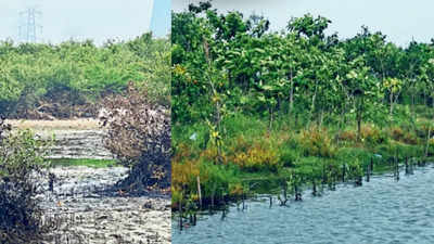 After oil spill, Ennore Creek is on a green mend