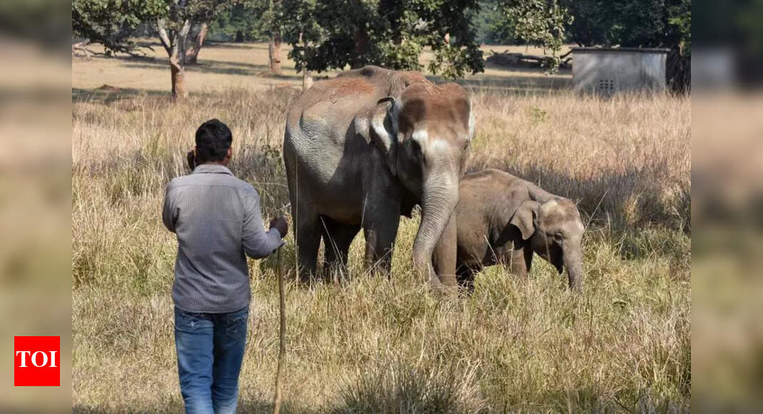 Wild elephant rampage leaves 2 families homeless in Garhwa | Ranchi ...