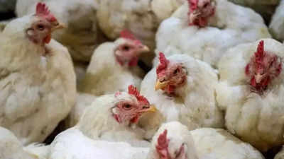 First severe case of H5N1 bird flu confirmed in the US; patient hospitalised