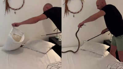 Watch: South America’s most venomous Cape cobra found under resident’s bed; defensive behavior, venom, and more