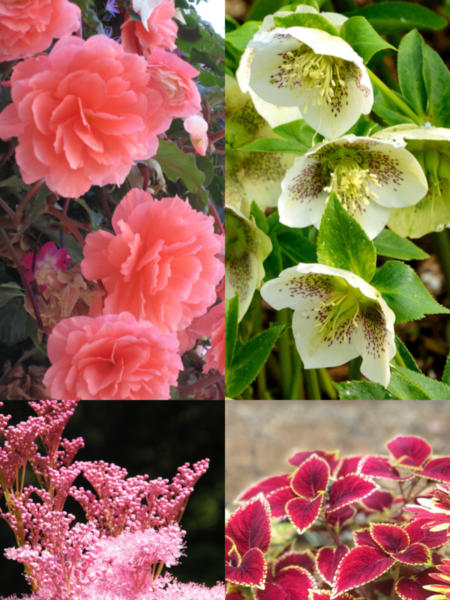 10 Beautiful Flowers That Require Less Sunlight To Grow | Times Now