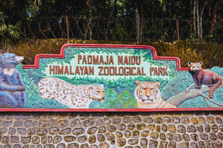 Explore Padmaja Naidu Himalayan Zoological Park