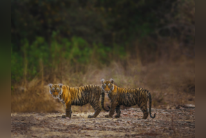 6 family-friendly wildlife experiences in India to bond with loved ones