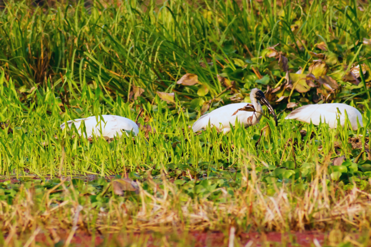 Sundarbans National Park, West Bengal