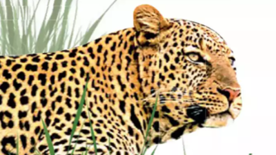 Leopard kills woman in Tamil Nadu’s Vellore district