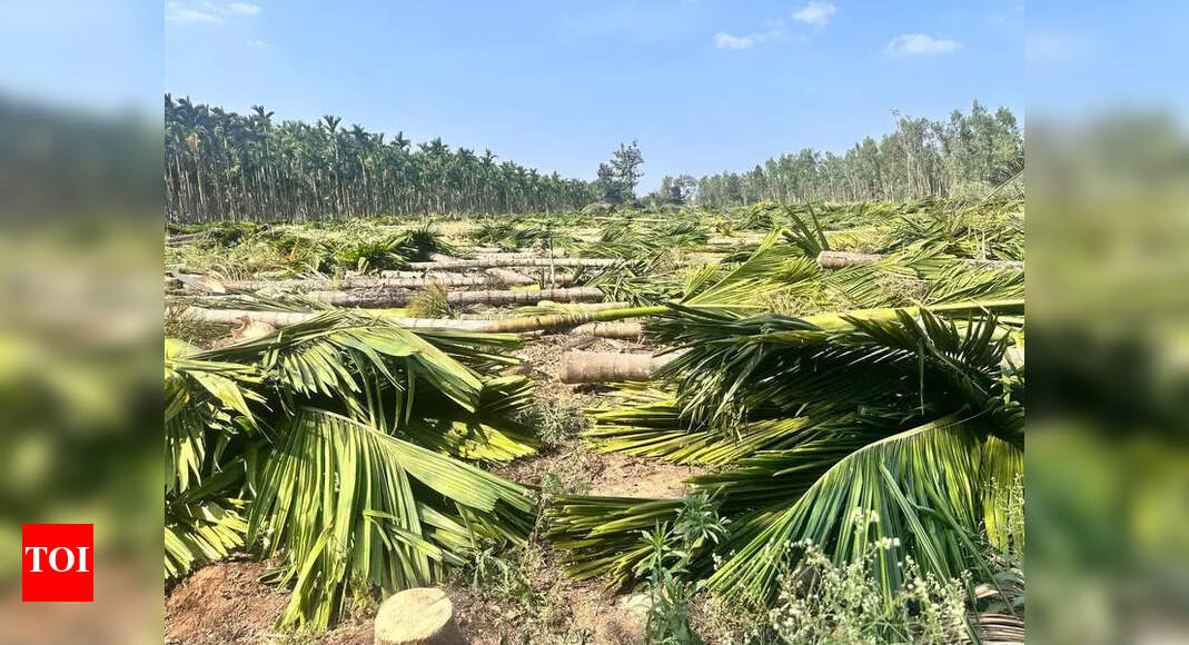 Foresters reclaim encroached land | Mysuru News - Times of India