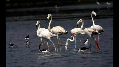 Flamingo lake to be preserved, to get security 24x7