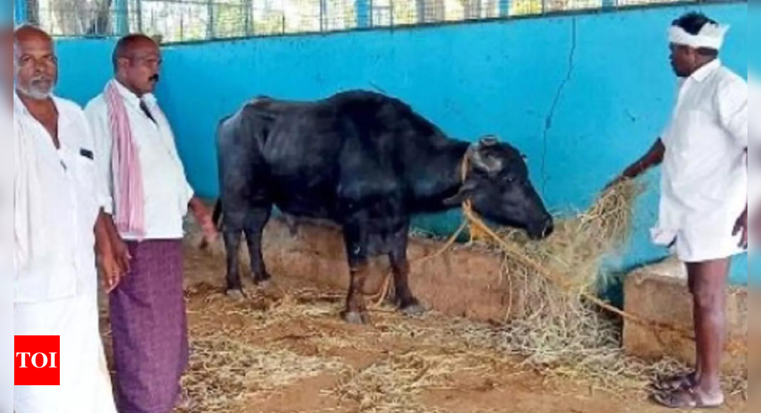 Who owns the 'holy' buffalo? Karnataka cops rely on DNA test to settle fight