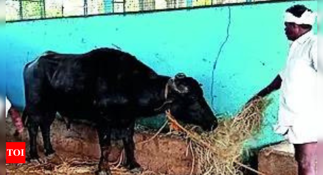 Biological test for animal ownership: DNA test ordered to settle fight between 2 villages over temple buffalo in Karnataka