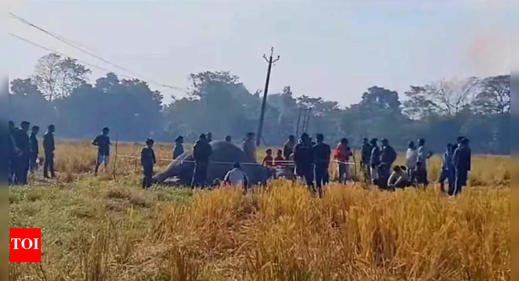 Elephant killed by low-hanging power line in Dibrugarh, sparks anger ...