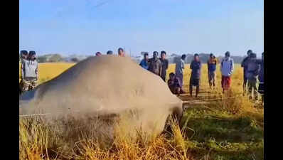 Elephant killed by low-hanging power line in Dibrugarh, sparks anger ...