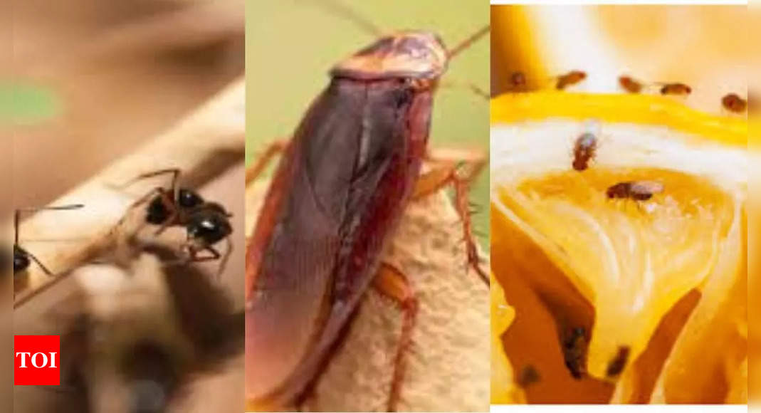 6 Common bugs you might spot in your house and what to do about them