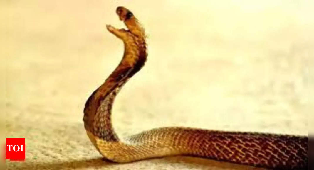 Do snakes smell with their tongue or nose? Unveiling their unique senses and fascinating facts