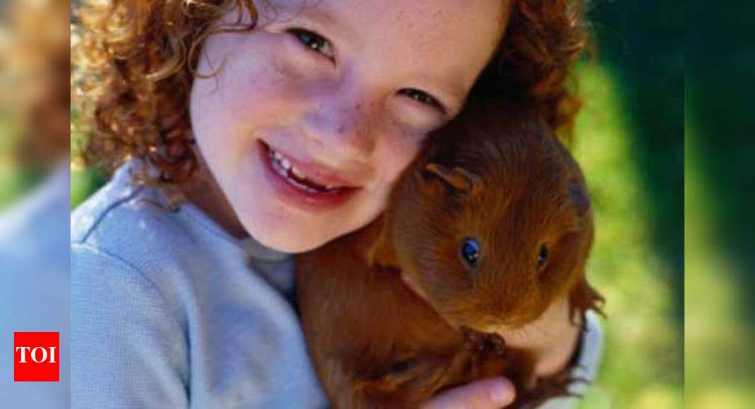 How to Take Care of Pet Guinea Pig | - Times of India - Guinea Pig Care For Special Needs