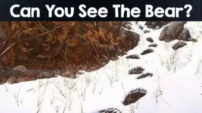 Optical Illusion: Can you spot the bear in this picture?