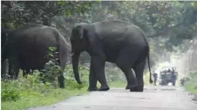 SC upholds verdict on elephant corridors