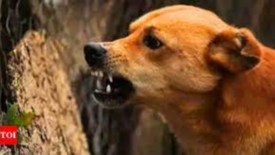 Five-year-old boy suffers grievous injuries in attack by stray dogs in Pune