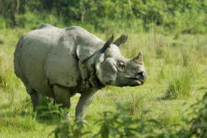 Wild Nepal: 5 incredible ways to discover its diverse wildlife