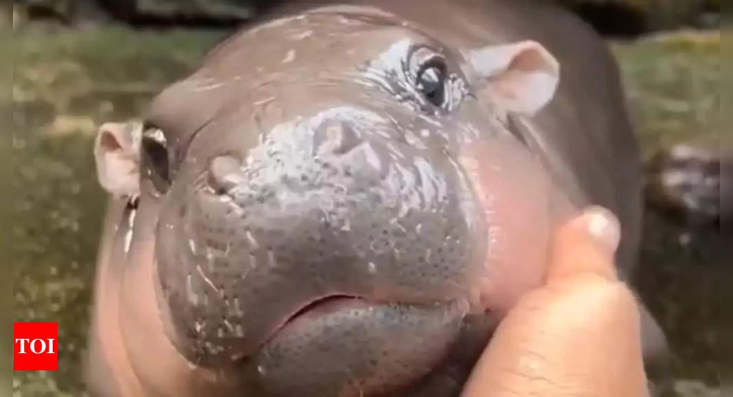 Who would have guessed a baby hippo would go viral? Moo Deng becomes a viral sensation and ‘Most Stylish People of 2024’