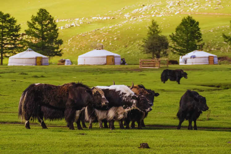 Mongolia