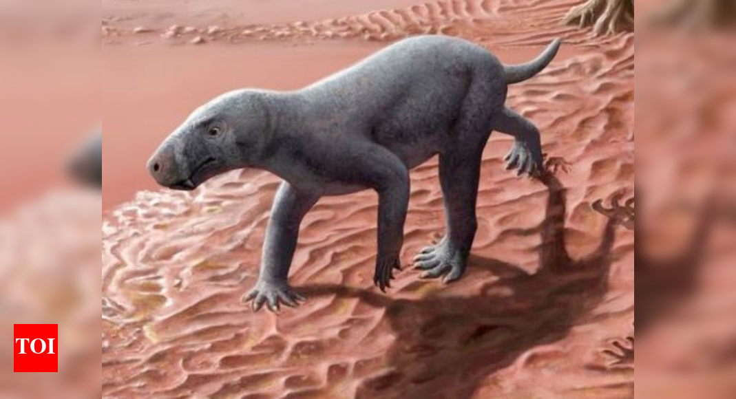 timesofindia.indiatimes.com