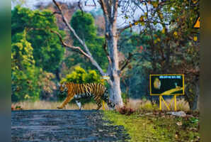 8 reasons why everyone is talking about Tadoba Andhari Reserve right now