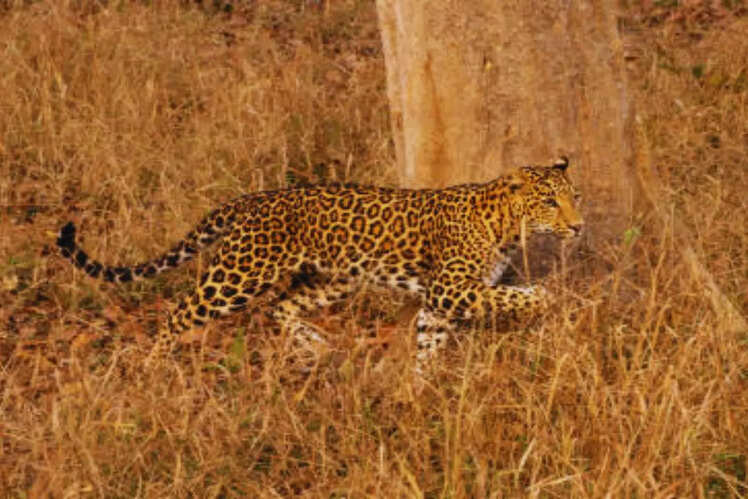Spotlight on conservation success
