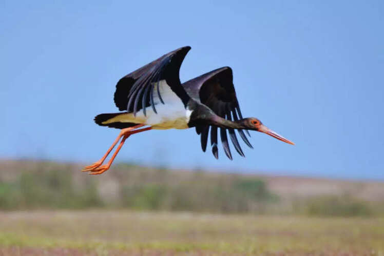 Eco-tourism and sustainable practices