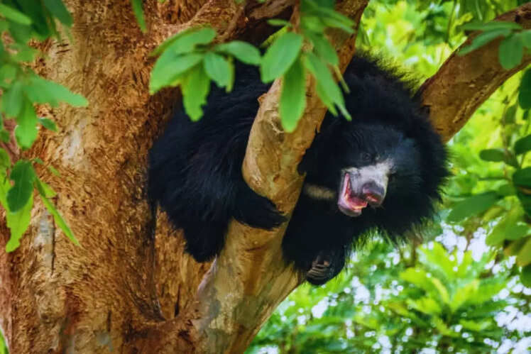 Unique night safaris