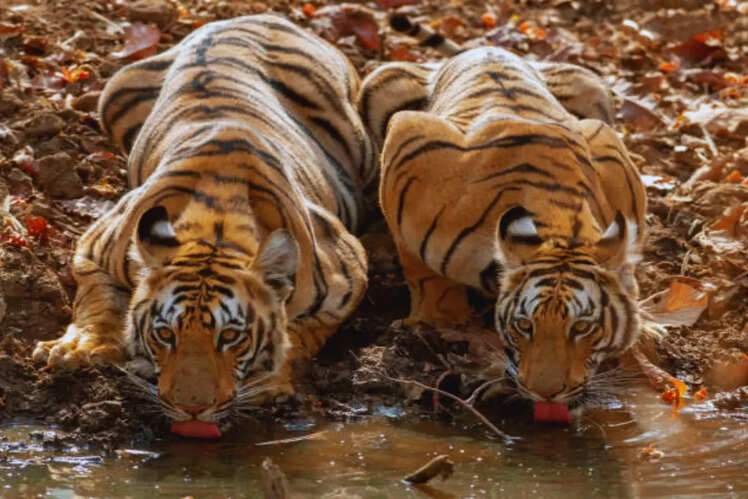 Rich biodiversity