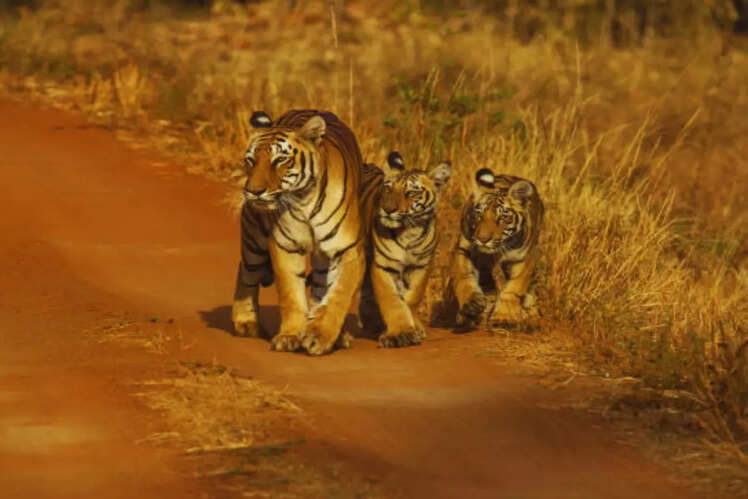 Abundant tiger sightings