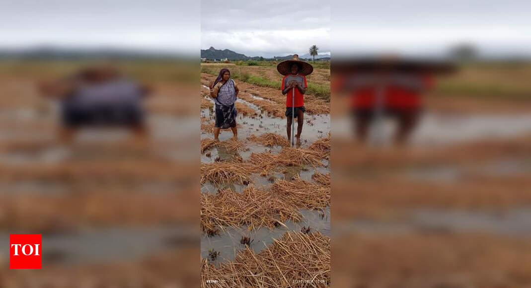 Odisha farmers suffer crop loss from heavy rain