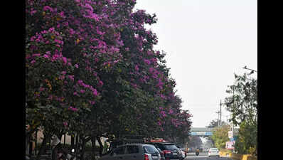 Hacking of betel nut trees in Mumbai: No FIR yet