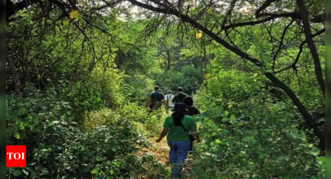 Forest cover down, but Delhi bit greener | Delhi News – Times of India