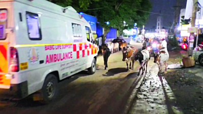 Chennai woman attacked, tossed by stray cows