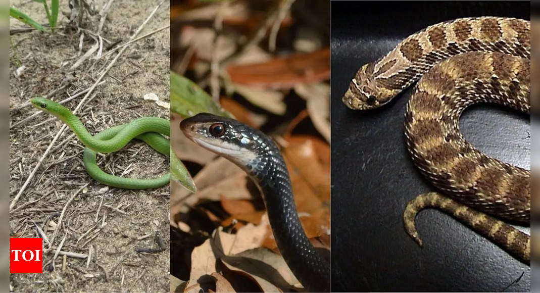 Non-venomous snakes species in the world; know their physical features, size and other details