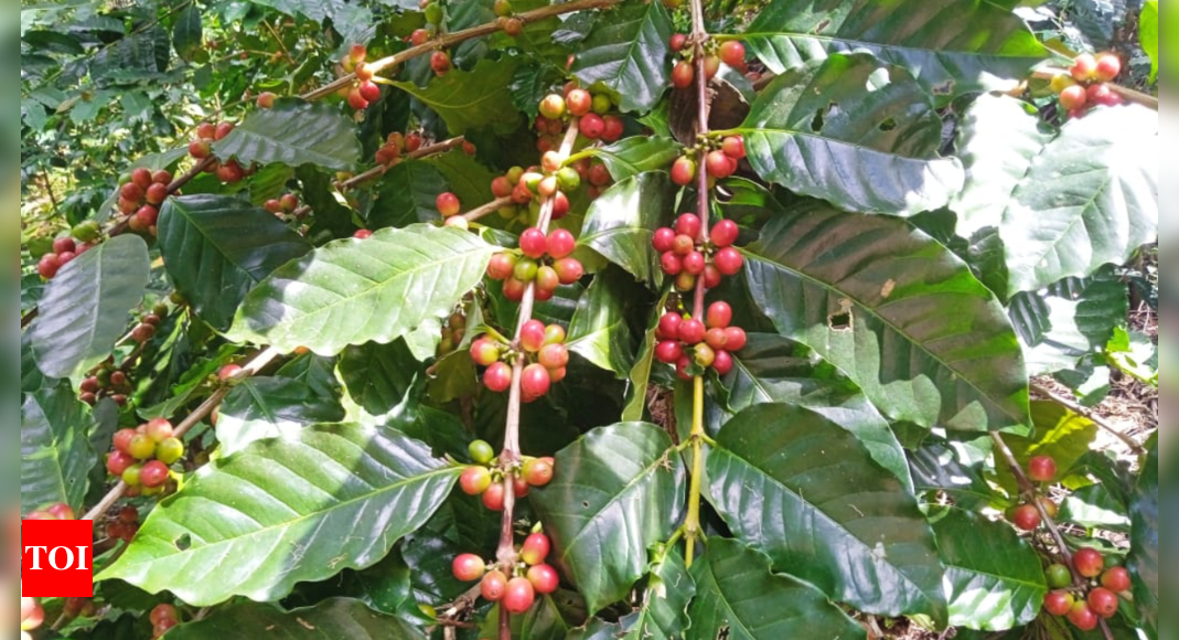 Boost for tribal coffee farmers: Girijan Cooperative Corporation hikes procurement prices in Andhra Pradesh's ASR district